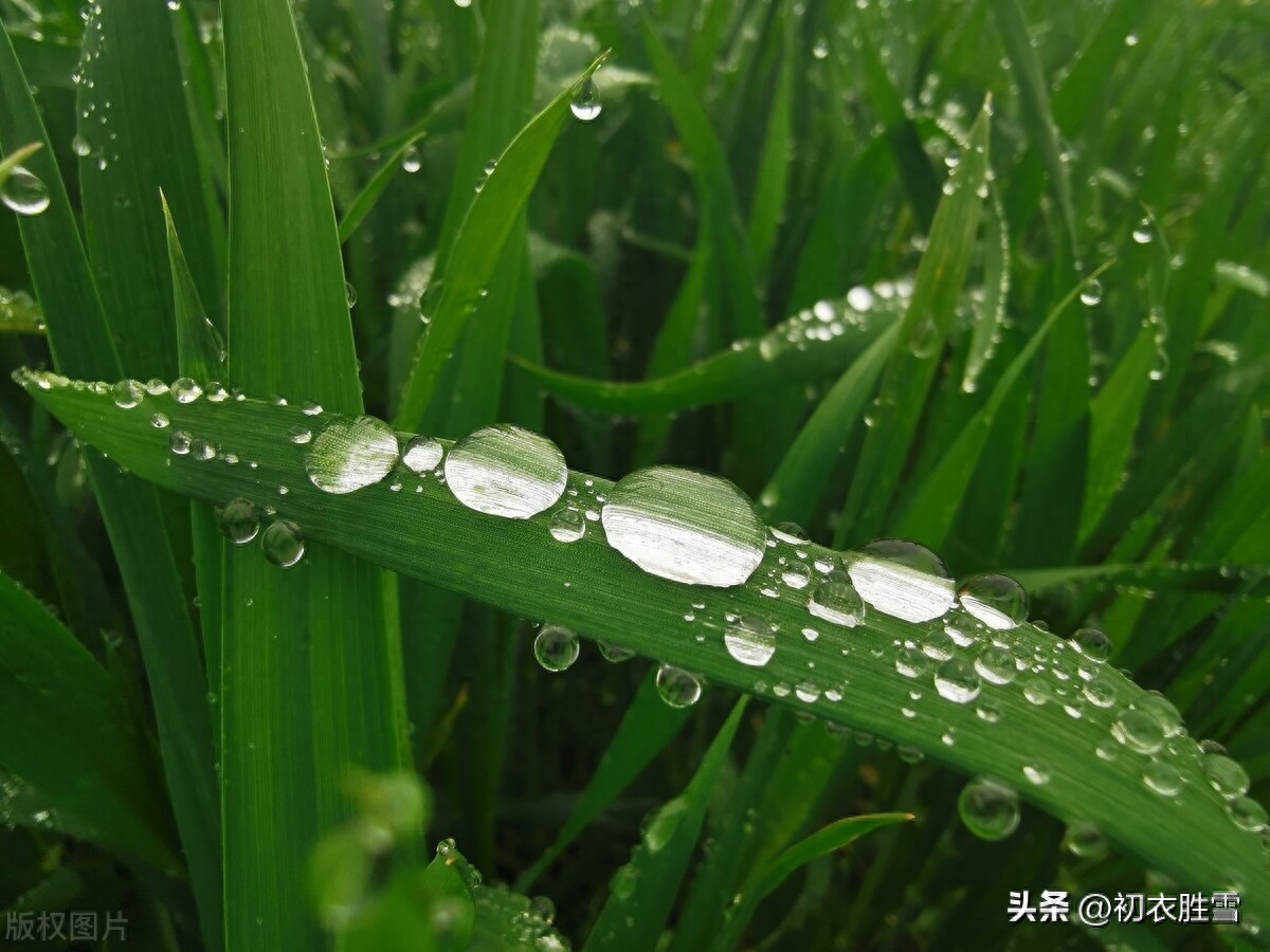 谷雨节气田园美诗七首赏析（谷雨催耕水拍田，东皋谷雨满春田）