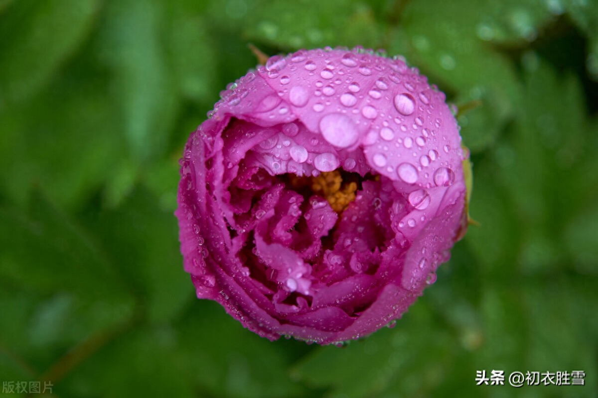 谷雨牡丹诗六首赏析（正是花王谷雨天，牡丹破萼樱桃熟）