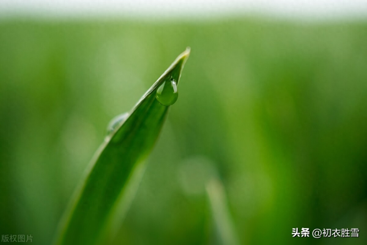 谷雨牡丹诗六首赏析（正是花王谷雨天，牡丹破萼樱桃熟）