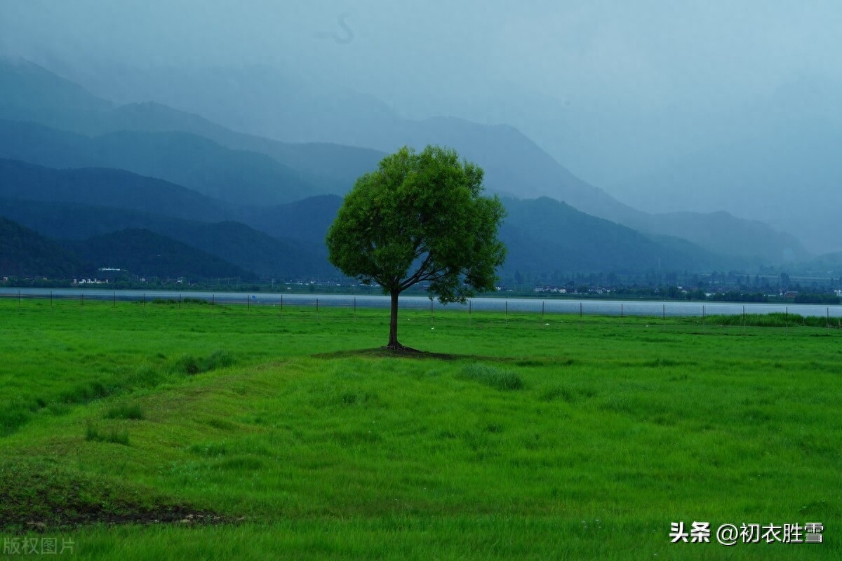 谷雨牡丹诗六首赏析（正是花王谷雨天，牡丹破萼樱桃熟）