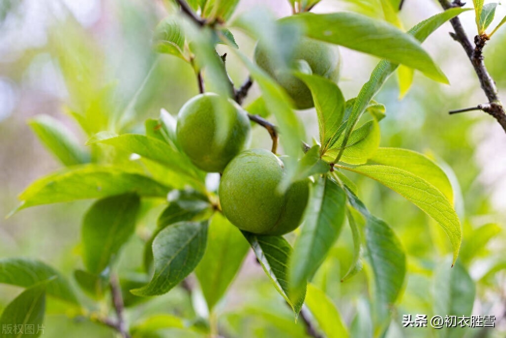 晚春青梅古诗五首赏析（青青梅子故园春，试看青梅大几分）