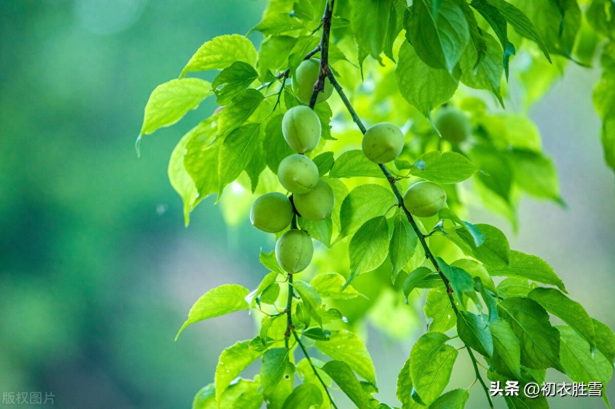 晚春青梅古诗五首赏析（青青梅子故园春，试看青梅大几分）