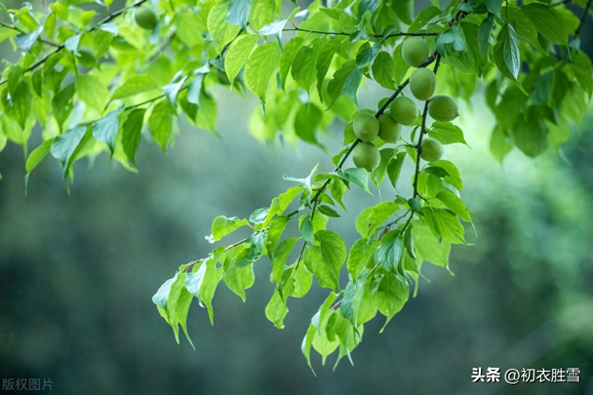 晚春青梅古诗五首赏析（青青梅子故园春，试看青梅大几分）