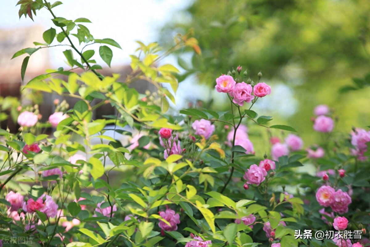 晚春蔷薇花美诗五首鉴赏（蔷薇性野难拘束，却过邻家屋上红）