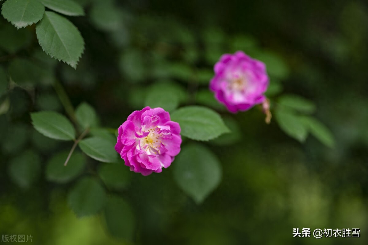 晚春蔷薇花美诗五首鉴赏（蔷薇性野难拘束，却过邻家屋上红）