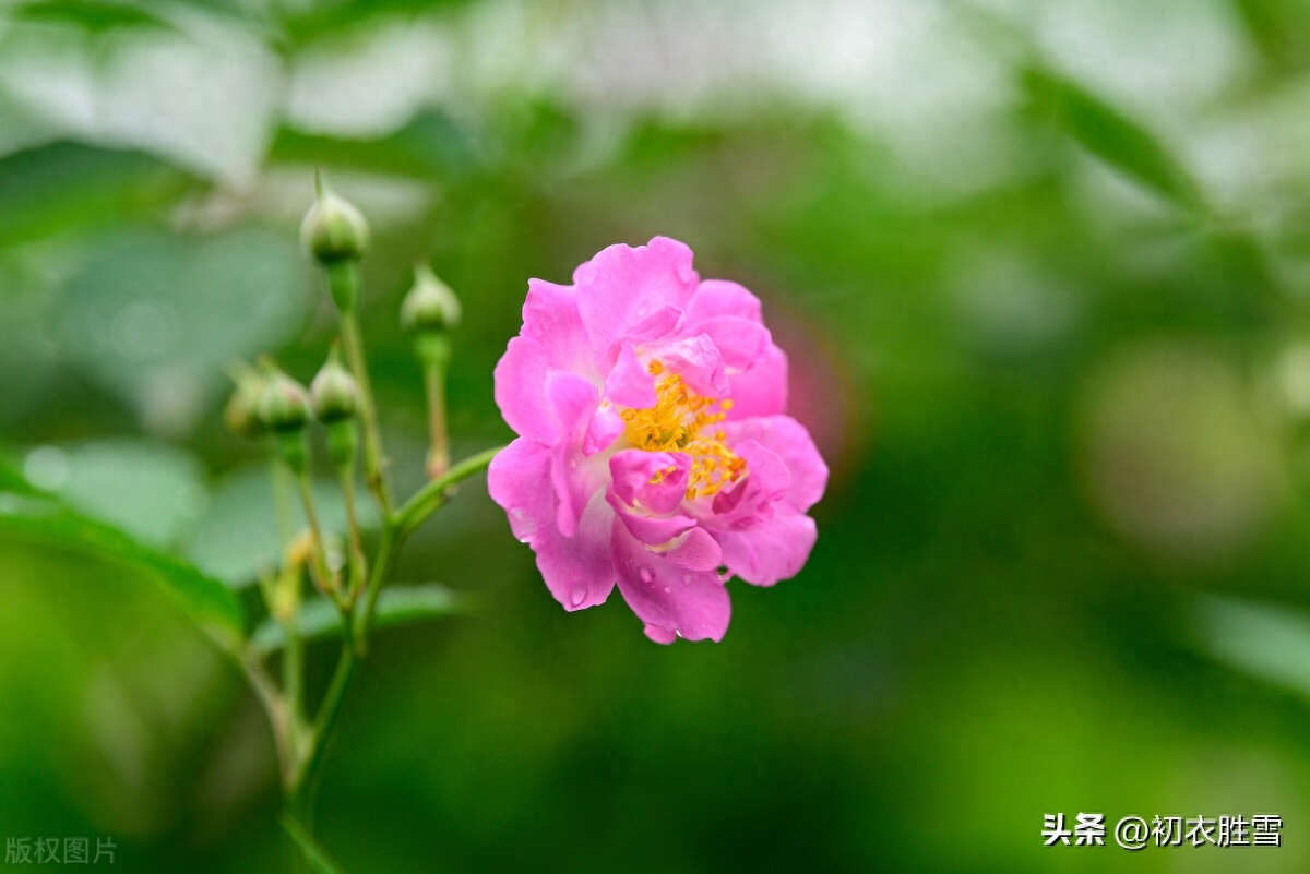 晚春蔷薇花美诗五首鉴赏（蔷薇性野难拘束，却过邻家屋上红）