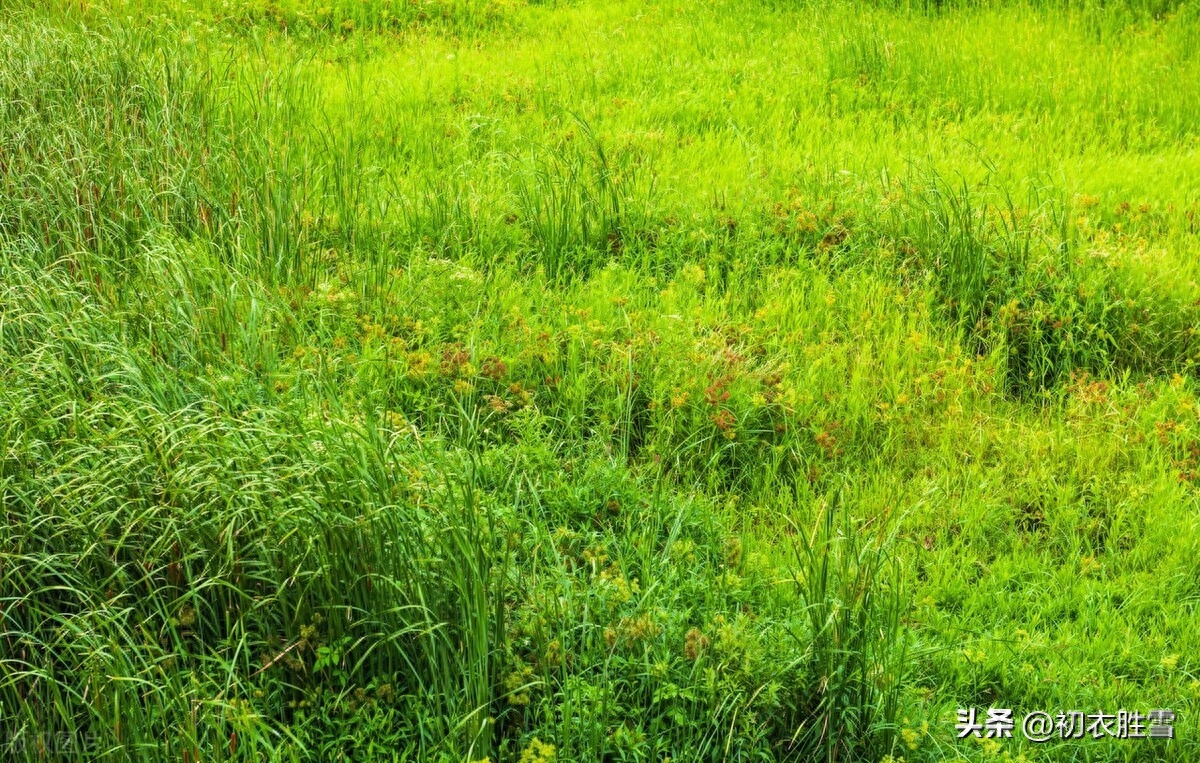 坚韧小草美诗五首鉴赏（小草有远志，春风吹又生）