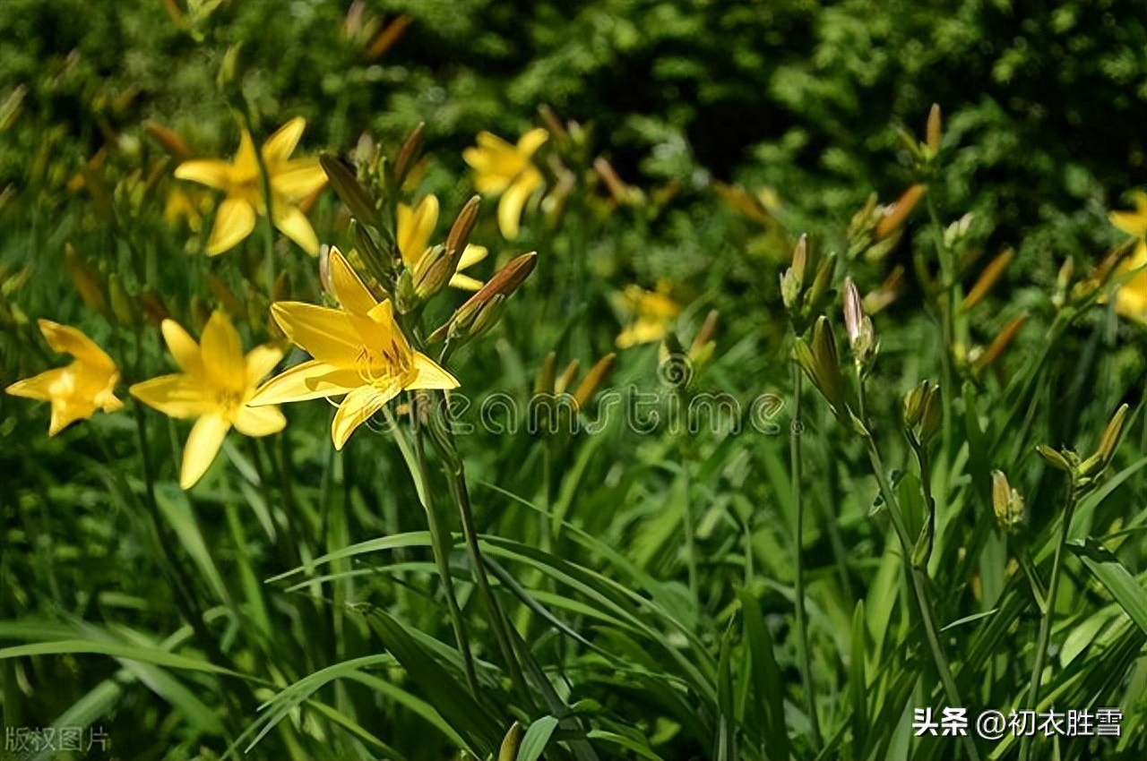 坚韧小草美诗五首鉴赏（小草有远志，春风吹又生）