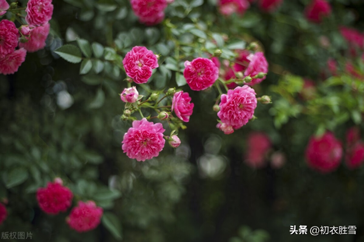 晚春蔷薇花美诗五首（燕来枝益软， 蔷薇几度花）