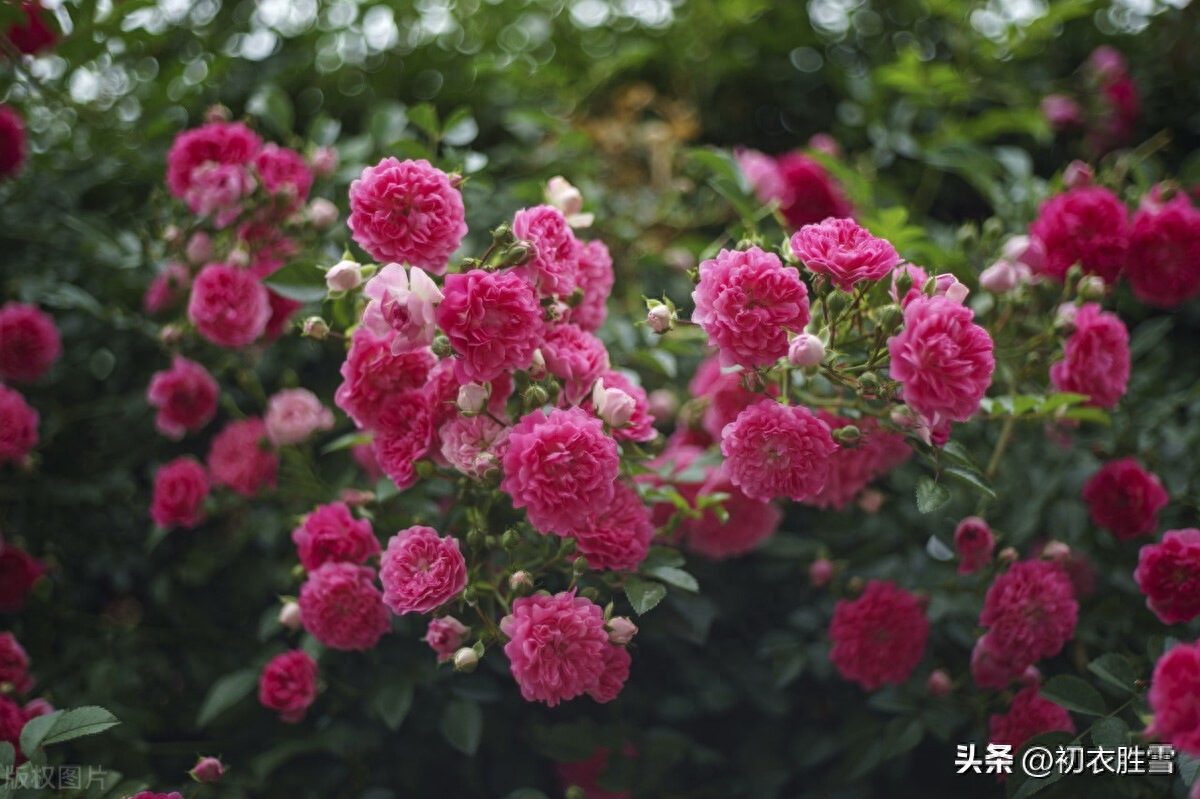 晚春蔷薇花美诗五首（燕来枝益软， 蔷薇几度花）