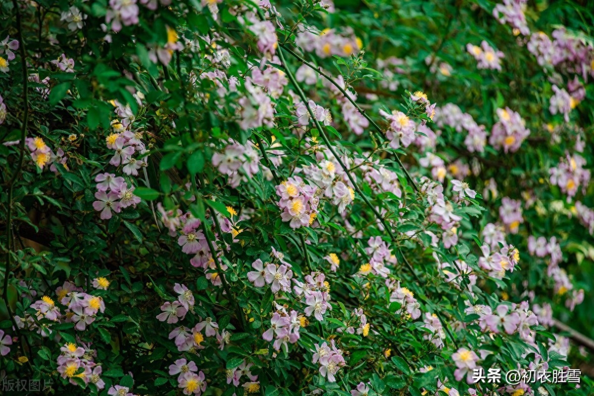 晚春蔷薇花美诗五首（燕来枝益软， 蔷薇几度花）