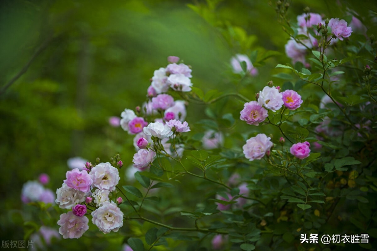 晚春蔷薇花美诗五首（燕来枝益软， 蔷薇几度花）