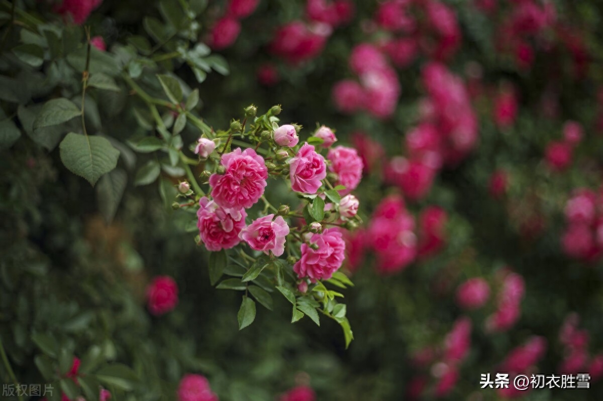 晚春蔷薇花美诗五首（燕来枝益软， 蔷薇几度花）