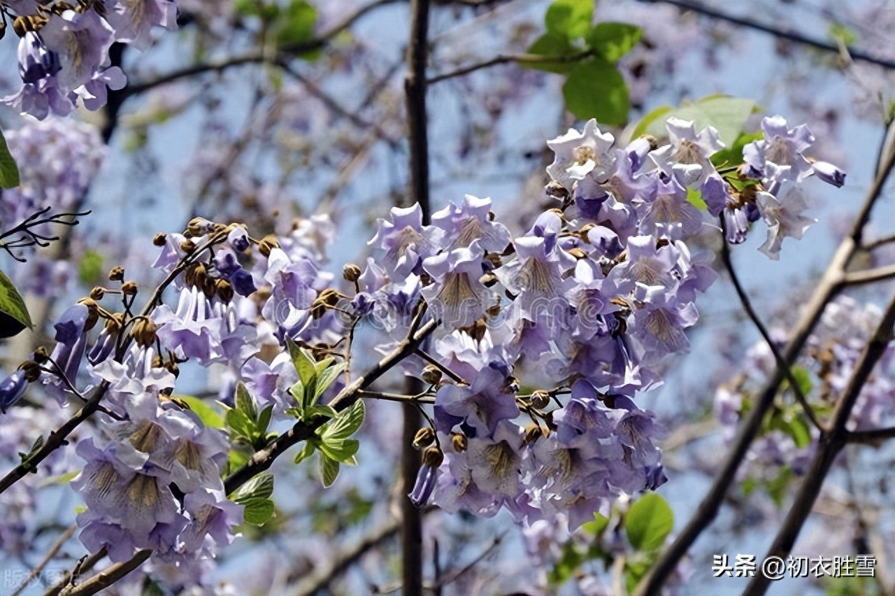 清明节气物候诗词六首（紫桐花发即清明，桐花覆水葛溪长）