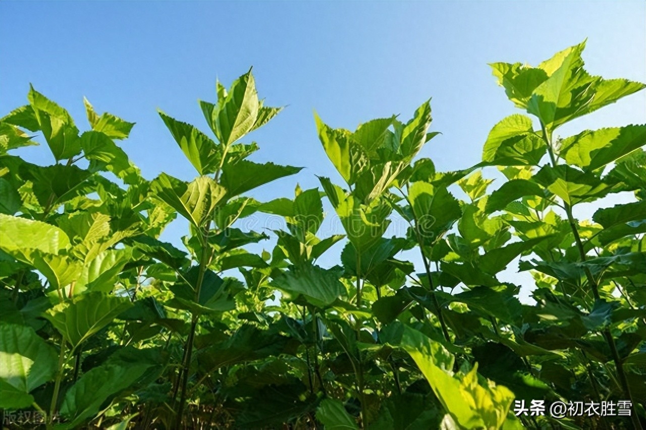 寒食清明古诗七首赏析（寒食春过半，会接清明朝）