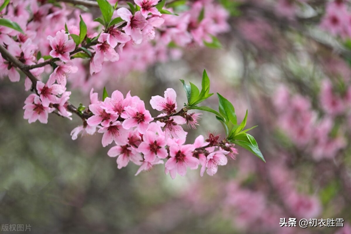 明丽春分诗词五首赏析（芳原不觉已春分，桃花红一村）