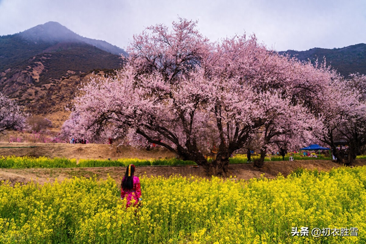 明丽春分诗词五首赏析（芳原不觉已春分，桃花红一村）