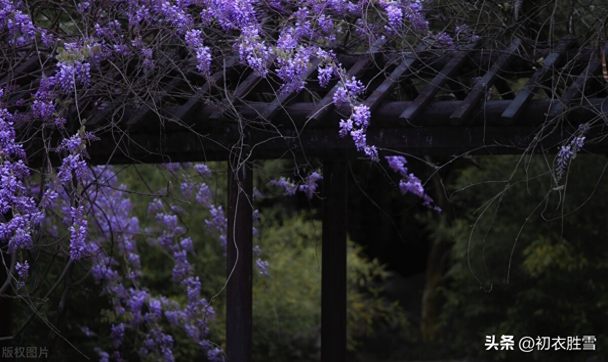 关于紫藤花的唯美古诗（紫藤唯美诗词七首）