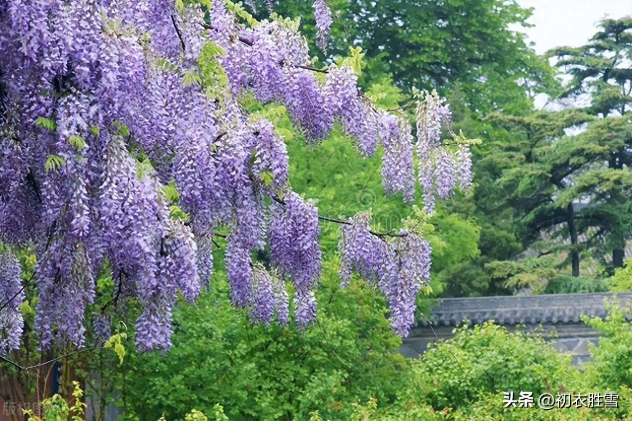 关于紫藤花的唯美古诗（紫藤唯美诗词七首）