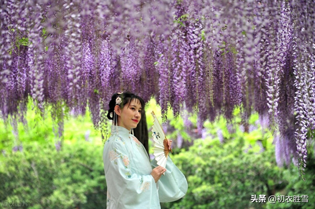 关于紫藤花的唯美古诗（紫藤唯美诗词七首）