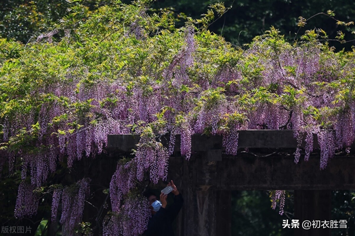 关于紫藤花的唯美古诗（紫藤唯美诗词七首）