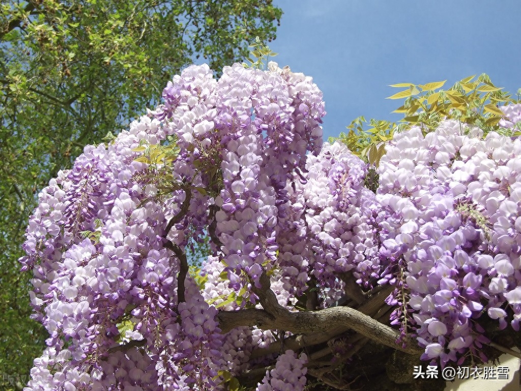 关于紫藤花的唯美古诗（紫藤唯美诗词七首）