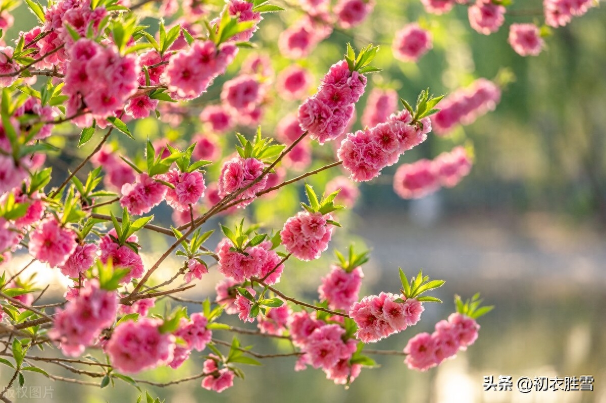 碧桃花古诗六首赏析（灵风正满碧桃枝，碧桃花下月如烟）