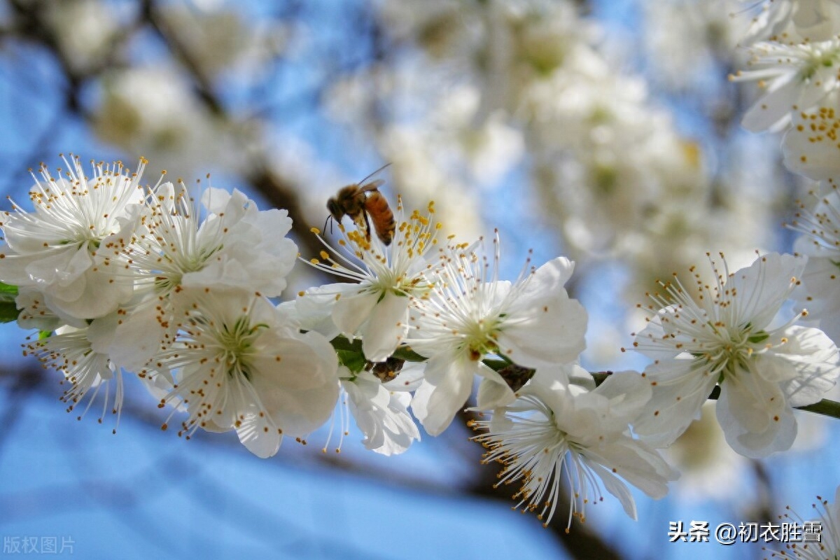 碧桃花古诗六首赏析（灵风正满碧桃枝，碧桃花下月如烟）