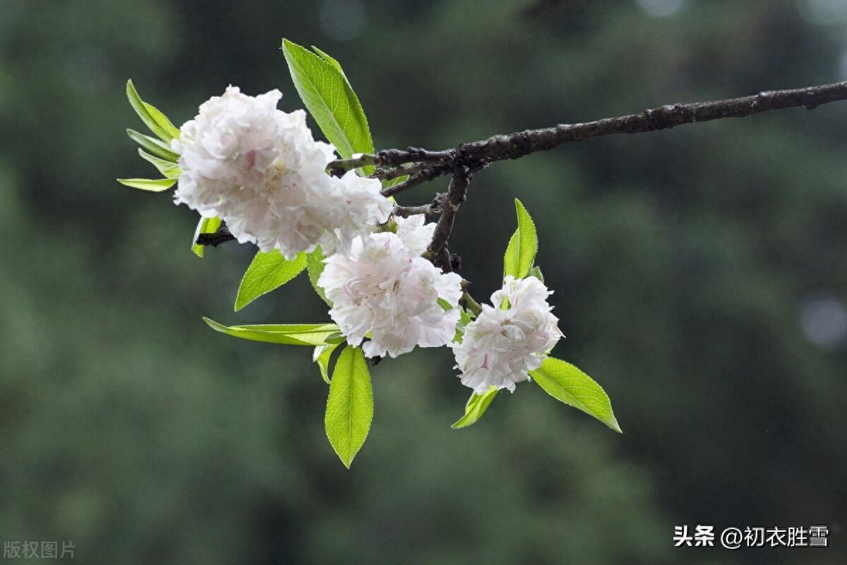 碧桃花古诗六首赏析（灵风正满碧桃枝，碧桃花下月如烟）