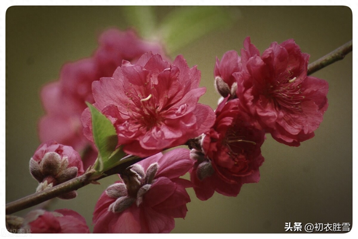 碧桃花古诗六首赏析（灵风正满碧桃枝，碧桃花下月如烟）