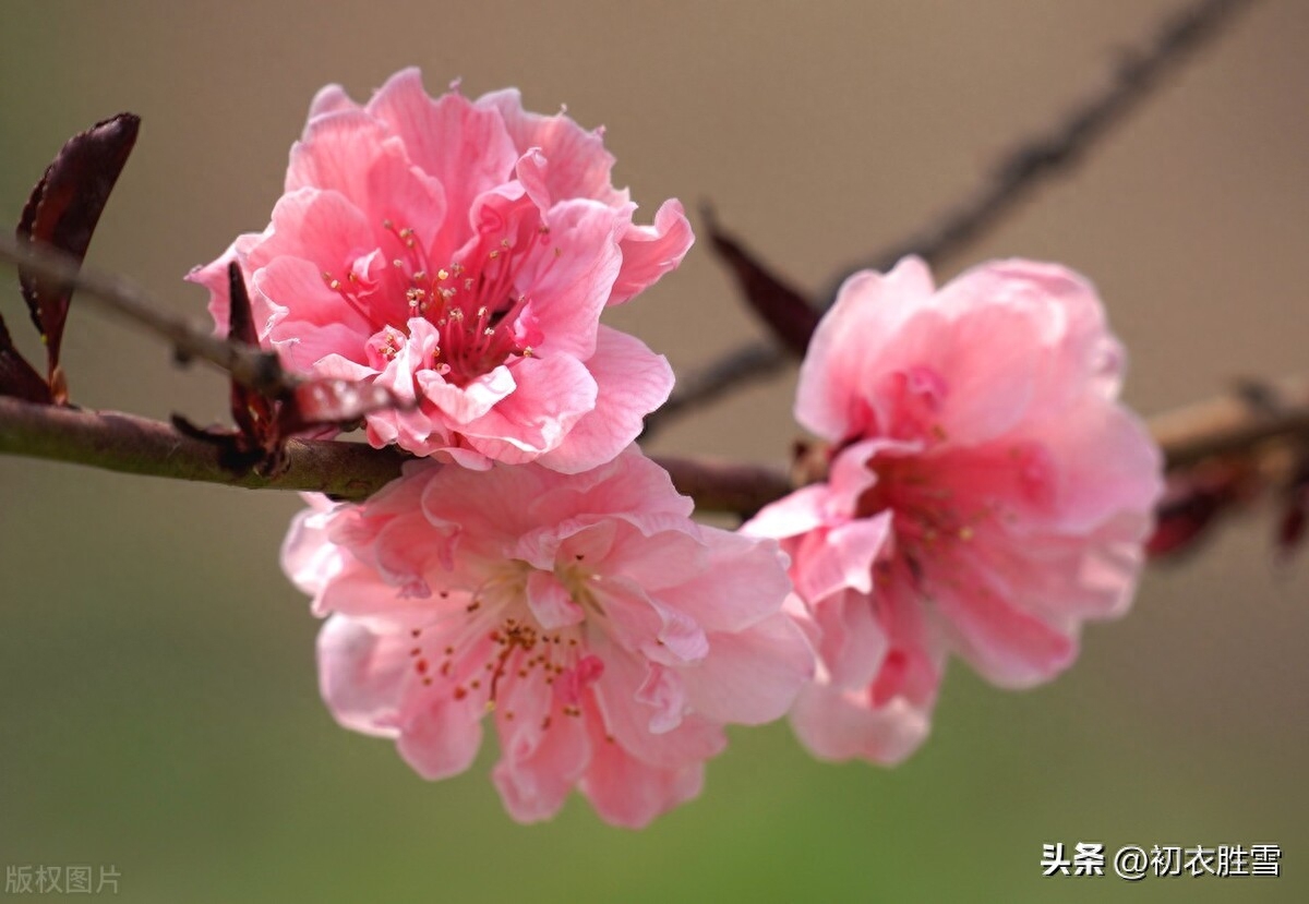 碧桃花古诗六首赏析（灵风正满碧桃枝，碧桃花下月如烟）