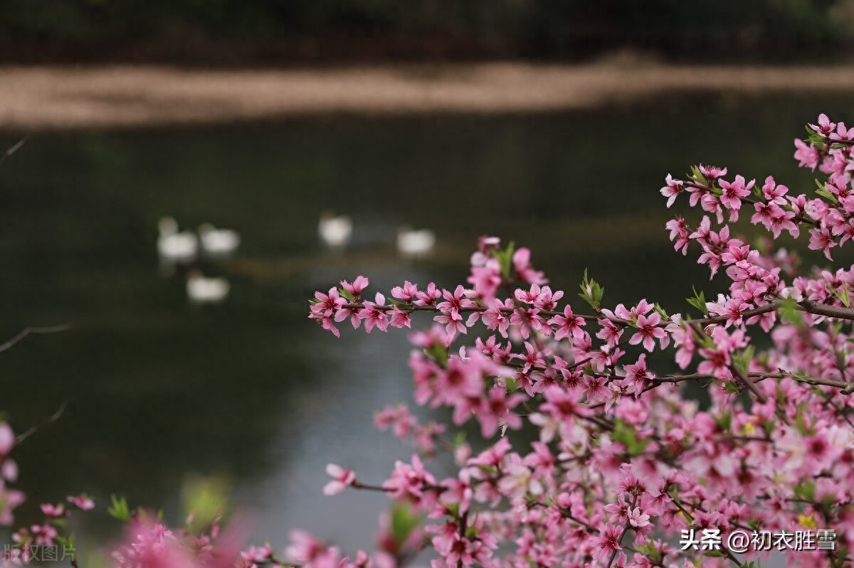 静美桃花诗词七首鉴赏（轻明独爱桃花静，桃花艳艳静无尘）