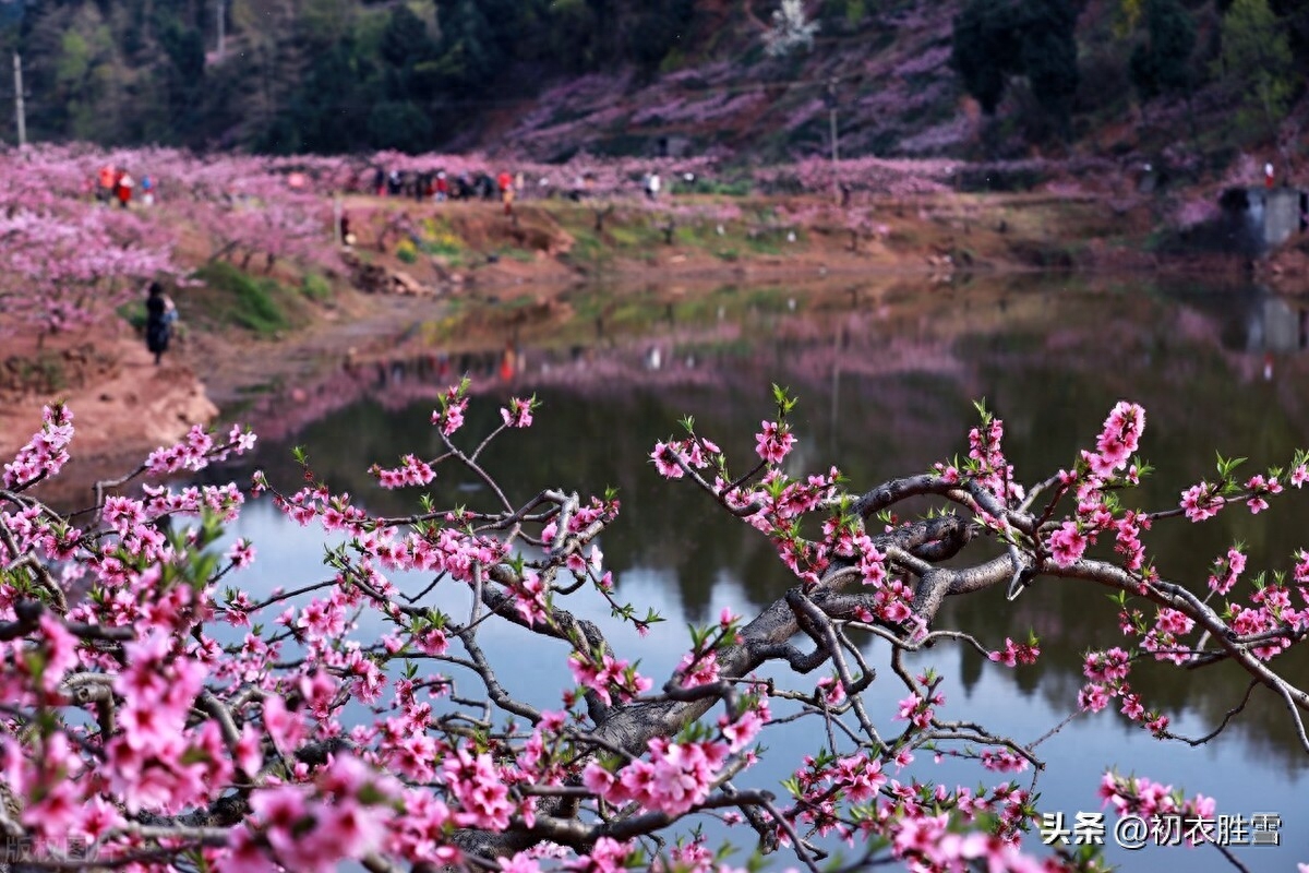 静美桃花诗词七首鉴赏（轻明独爱桃花静，桃花艳艳静无尘）