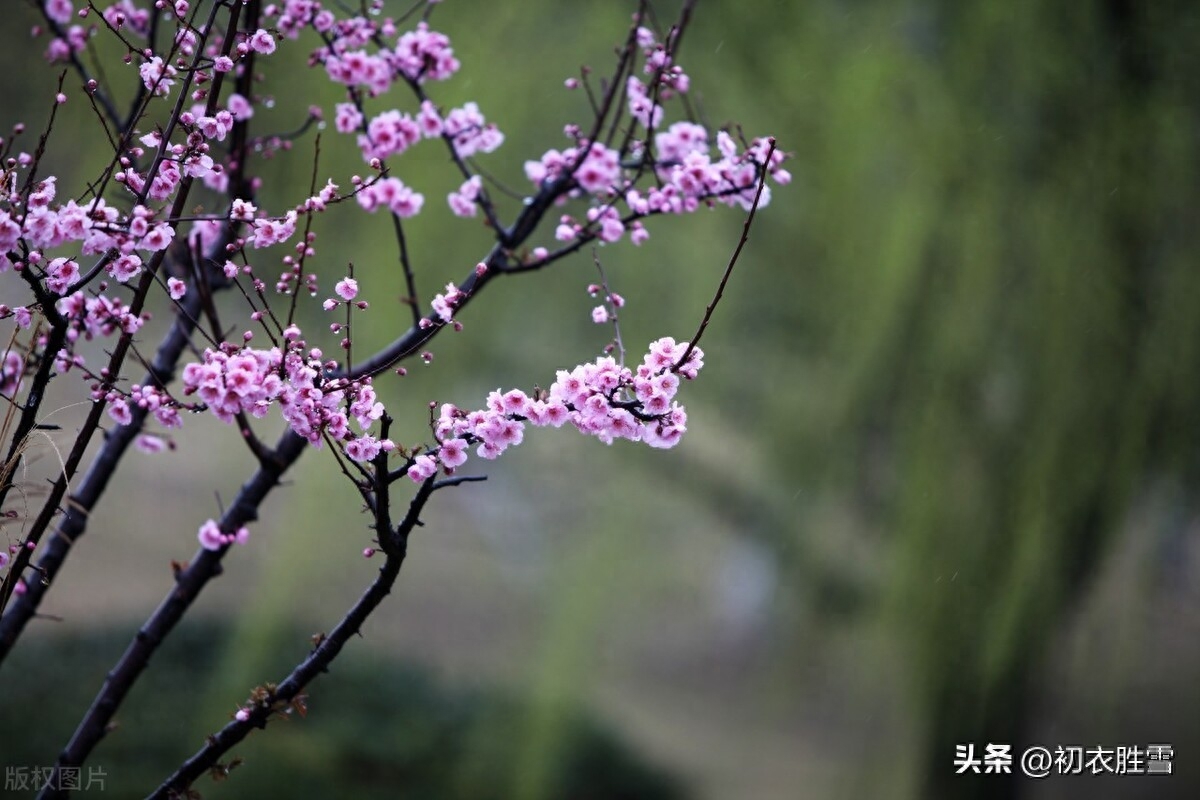 静美桃花诗词七首鉴赏（轻明独爱桃花静，桃花艳艳静无尘）