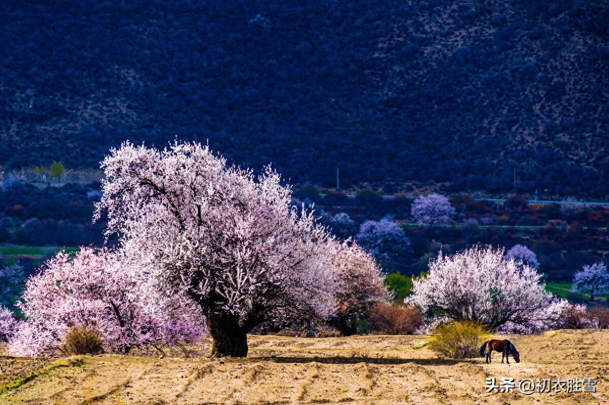 静美桃花诗词七首鉴赏（轻明独爱桃花静，桃花艳艳静无尘）