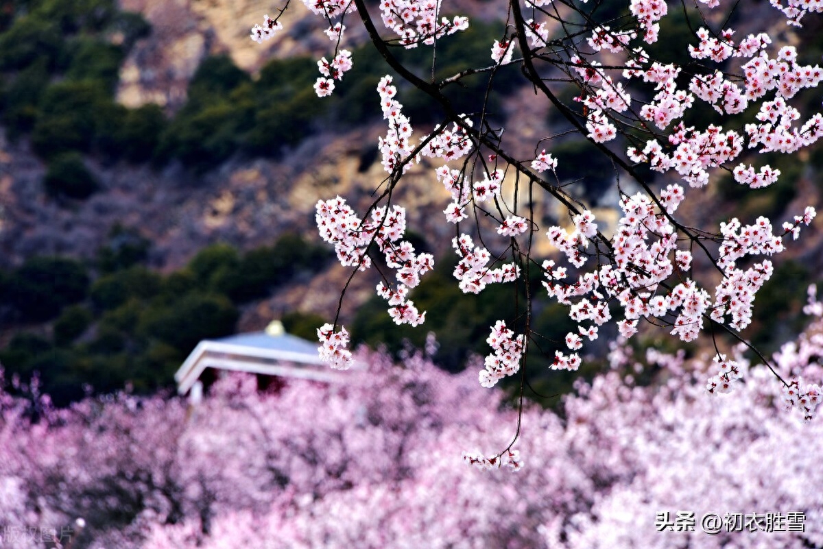 静美桃花诗词七首鉴赏（轻明独爱桃花静，桃花艳艳静无尘）