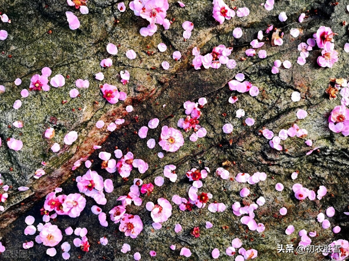 仲春二月春半诗词六首赏析（春半花如海，桃花寂寞开）