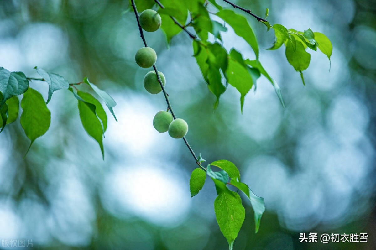 仲春二月春半诗词六首赏析（春半花如海，桃花寂寞开）