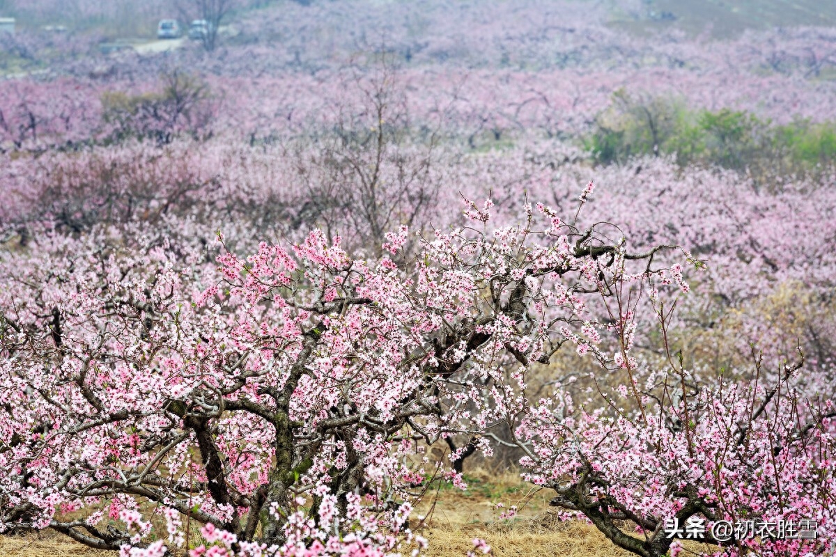 仲春二月春半诗词六首赏析（春半花如海，桃花寂寞开）