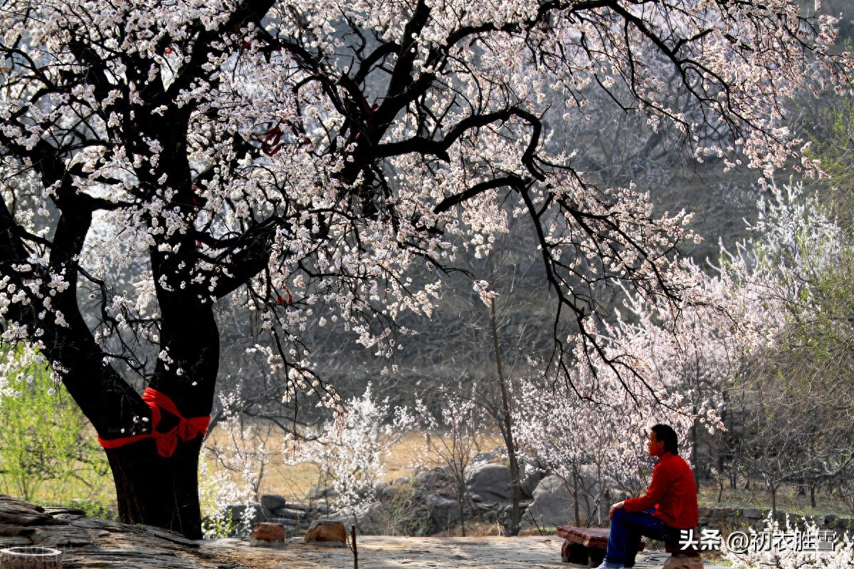 仲春二月春半诗词六首赏析（春半花如海，桃花寂寞开）