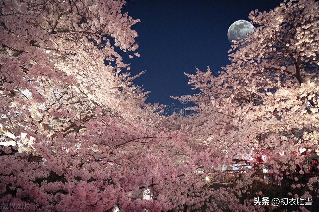 仲春二月春半诗词六首赏析（春半花如海，桃花寂寞开）