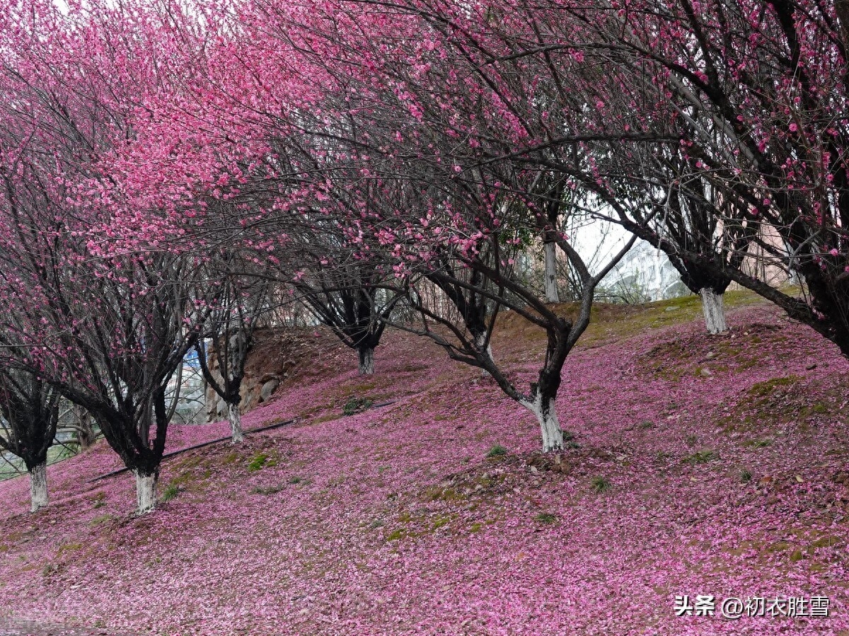 清新落梅诗词七首赏析（夜落梅花应满路，半落梅花婉娩香）