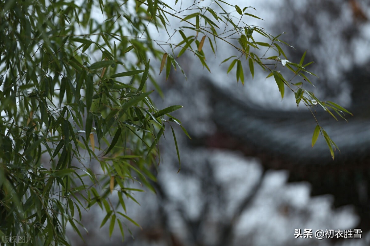 春雨春寒古诗七首精选（春寒独自煮春茶，春雨春寒总欠诗）