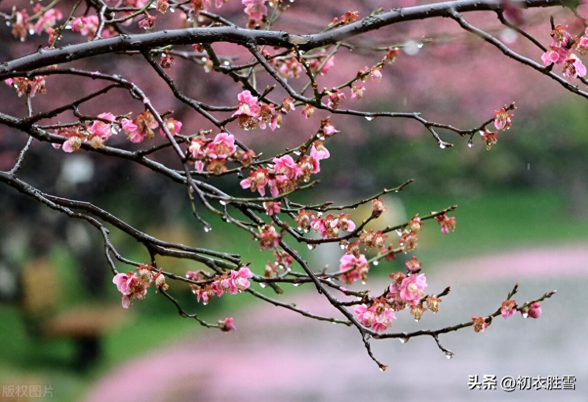 春雨春寒古诗七首精选（春寒独自煮春茶，春雨春寒总欠诗）