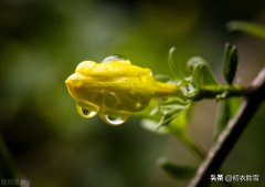 春雨春寒古诗七首精选（春寒独自煮春茶，春雨春寒总欠诗）