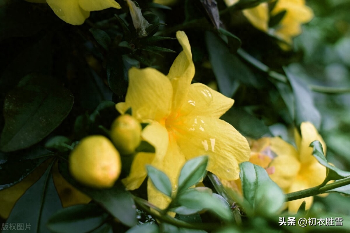 雨水节气春雨古诗五首赏析（春雨细如丝，万物尽熙熙）