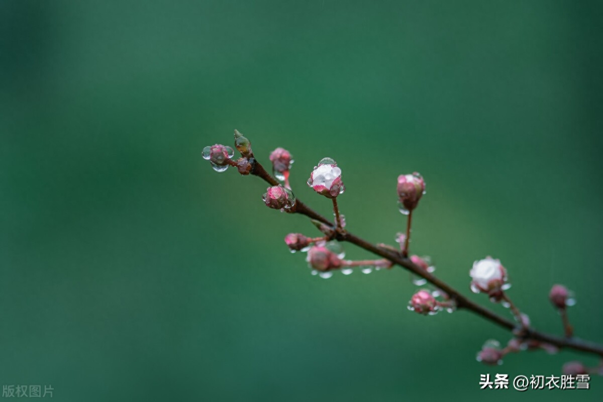 雨水节气春雨古诗五首赏析（春雨细如丝，万物尽熙熙）