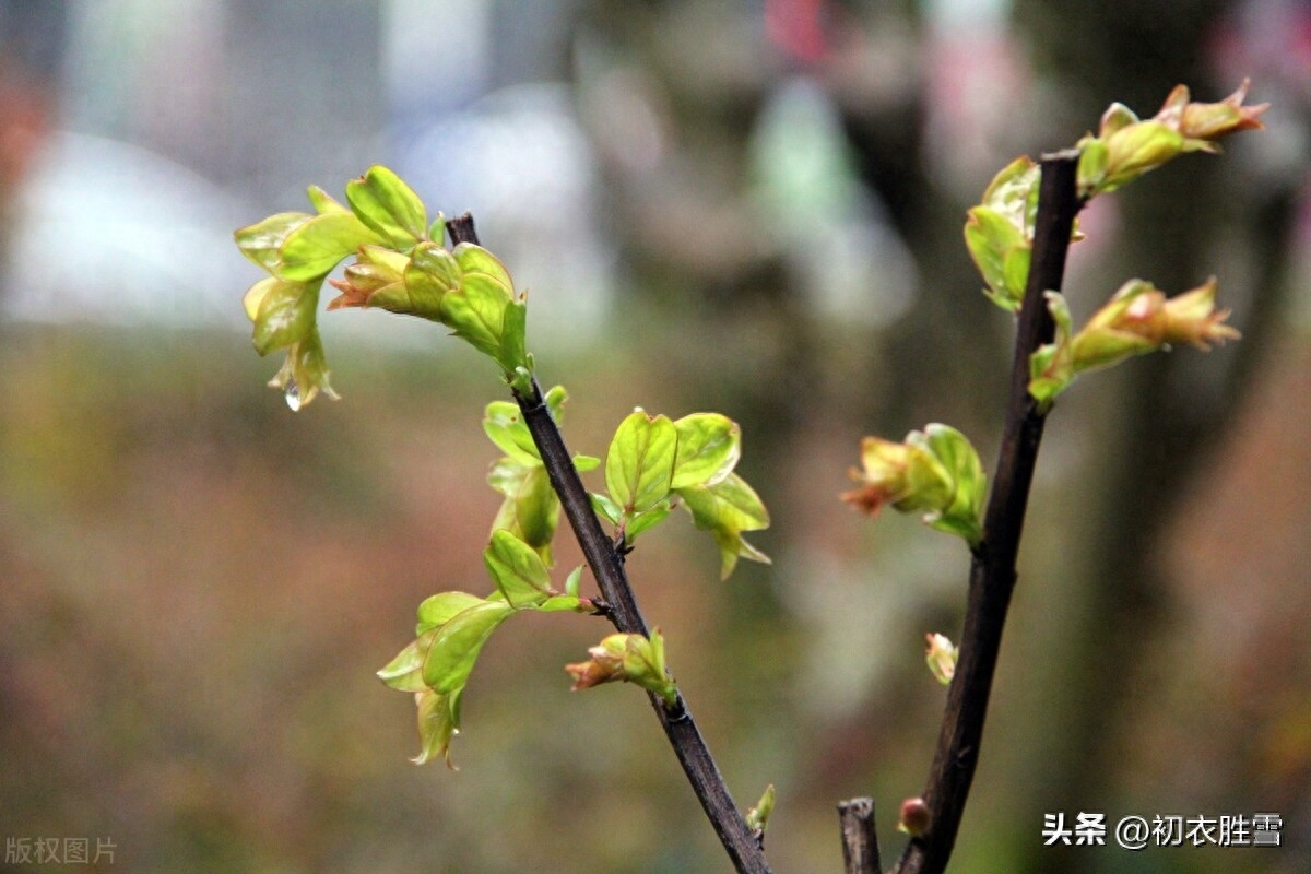 雨水节气春雨古诗五首赏析（春雨细如丝，万物尽熙熙）