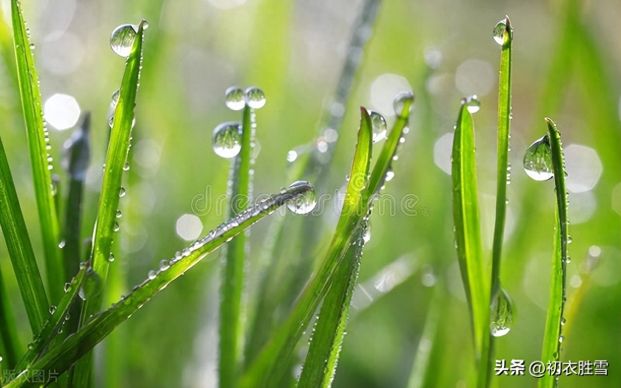 雨水节气春雨古诗五首赏析（春雨细如丝，万物尽熙熙）