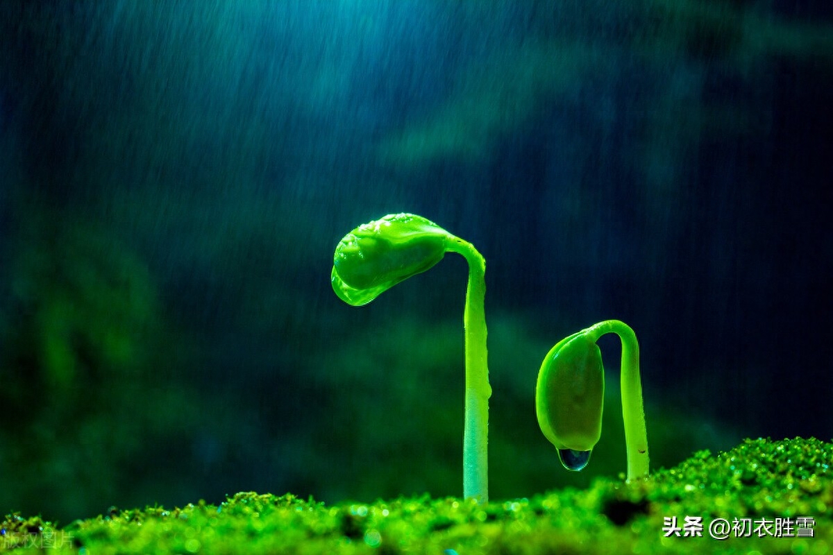 雨水节气春雨古诗五首赏析（春雨细如丝，万物尽熙熙）